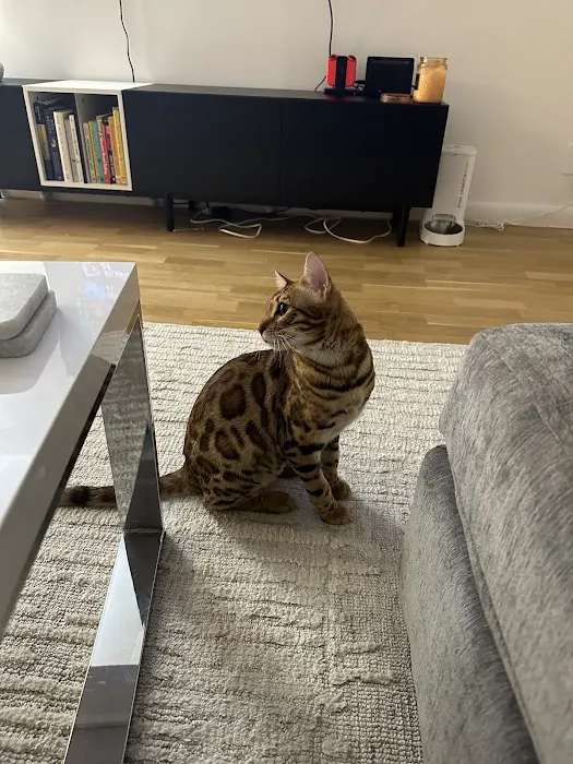The Bengal Cats Picture 5