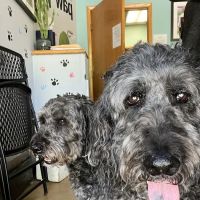 Animal Health Center ico