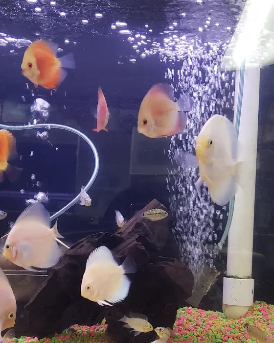 Reef Tropical Fish Picture 6