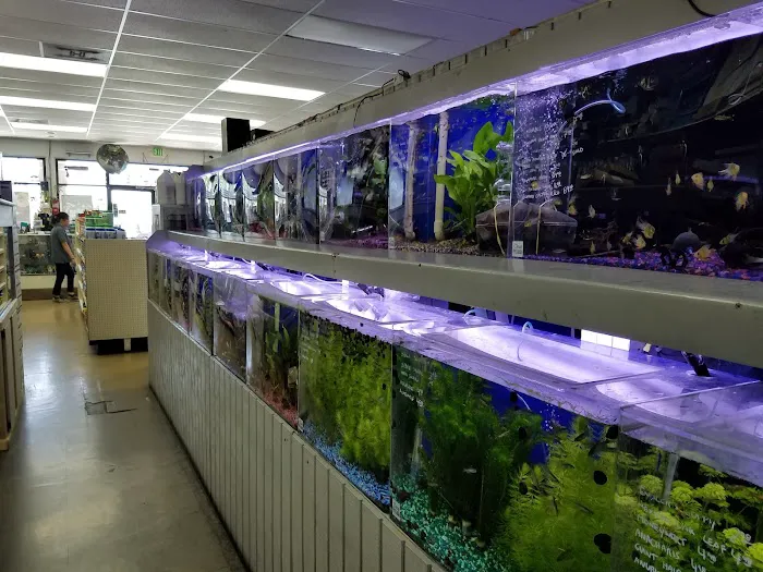 Reef Tropical Fish Picture 4