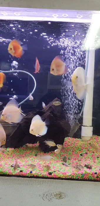 Reef Tropical Fish Picture 5