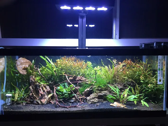 Reef Tropical Fish Picture 1