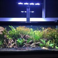 Reef Tropical Fish ico