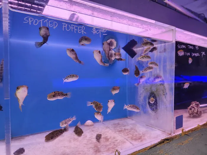 Reef Tropical Fish Picture 2