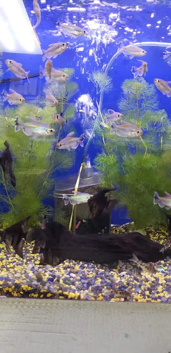 Reef Tropical Fish Picture 9