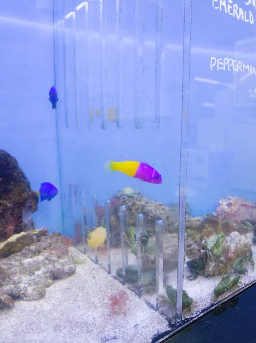 Reef Tropical Fish Picture 10