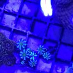 Amazing Aquariums & Reefs