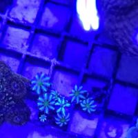 Amazing Aquariums & Reefs ico