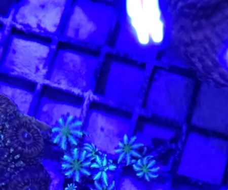 Amazing Aquariums & Reefs
