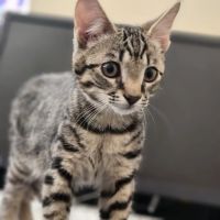Modern Vet Care ico