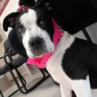 Animal Hospital of Morris Park ico