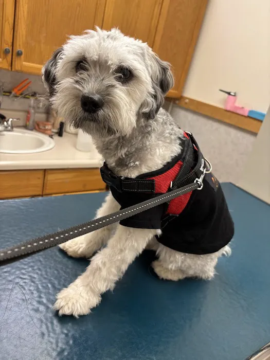 Animal Hospital of Morris Park Picture 2