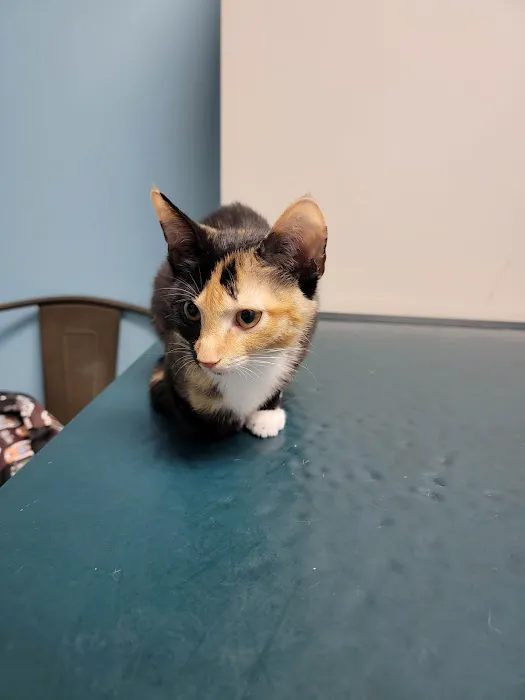 Bronx Veterinary Center of Eastchester Road Picture 2