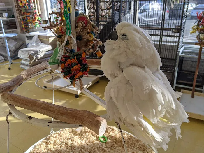 Omars Exotic Birds Picture 1