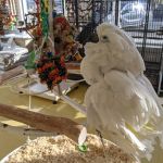 Omars Exotic Birds