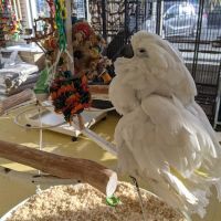 Omars Exotic Birds ico