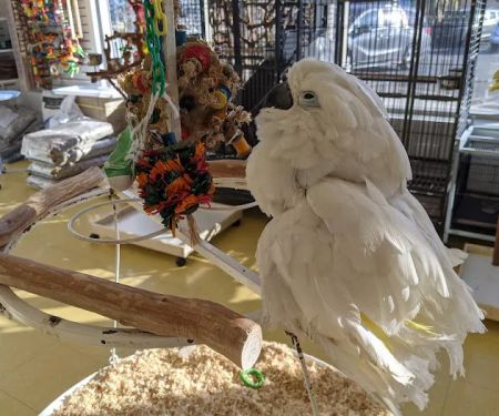 Omars Exotic Birds