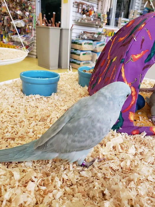 Omars Exotic Birds Picture 3
