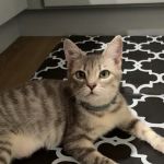 Petco