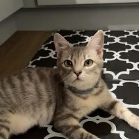 Petco ico