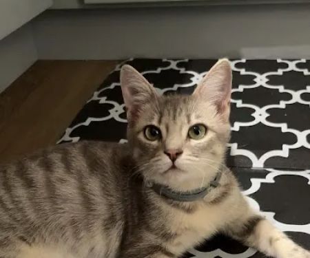 Petco