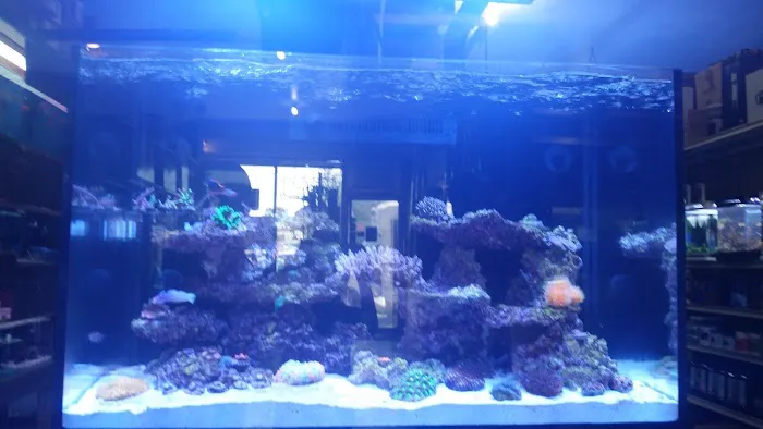 Bob's Tropical Fish Picture 1
