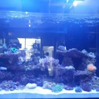 Bob's Tropical Fish ico
