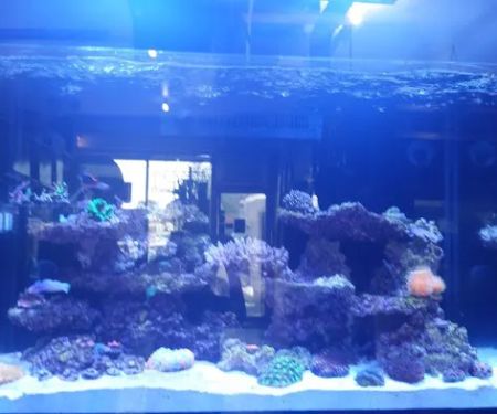 Bob's Tropical Fish