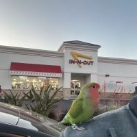 Maxwell Pet’s and Supplies ico