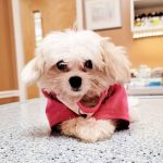 Middletown Animal Clinic
