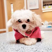 Middletown Animal Clinic ico