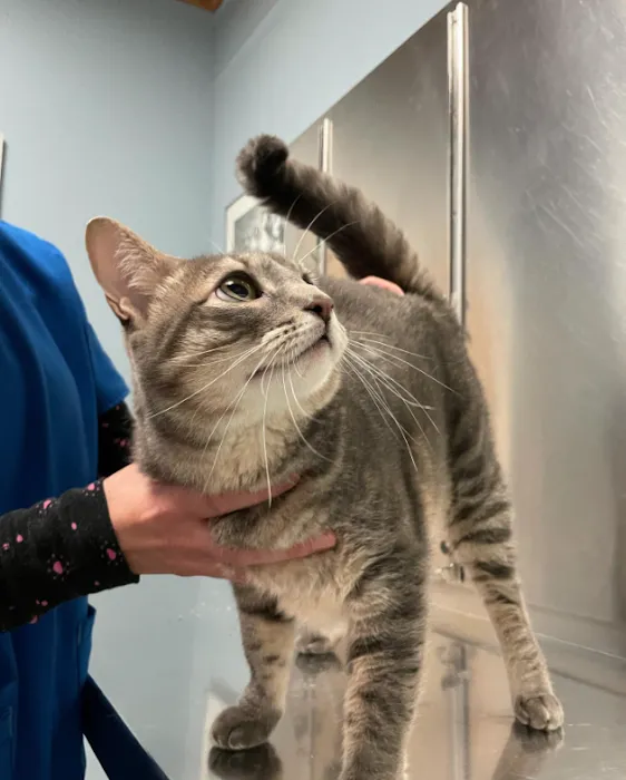 Middletown Animal Clinic Picture 8