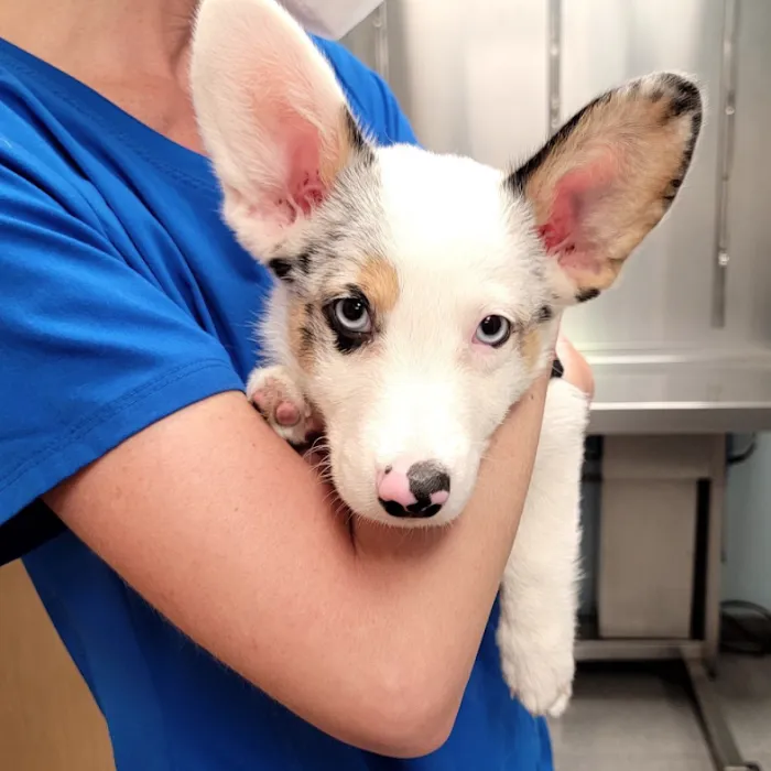 Middletown Animal Clinic Picture 9