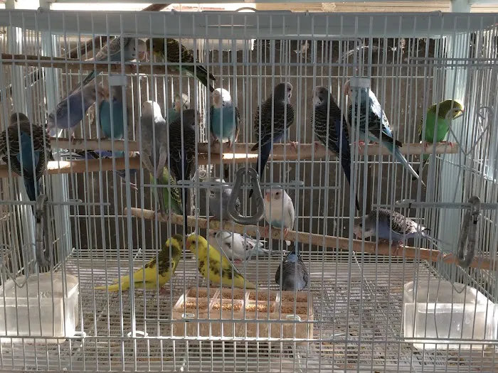 King Pet Shop Picture 6