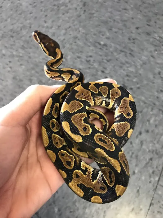King Pet Shop Picture 10