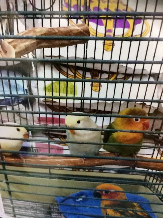 King Pet Shop Picture 8