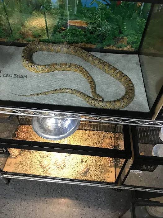 King Pet Shop Picture 7