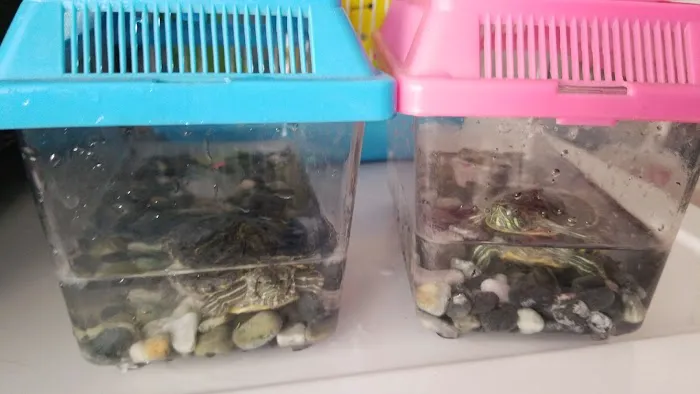 Pet Shop JC Gomez Picture 1