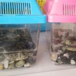 Pet Shop JC Gomez
