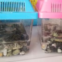 Pet Shop JC Gomez ico