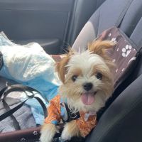 Vetco Vaccination Clinic ico