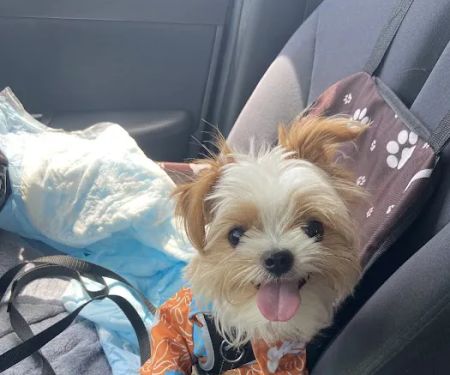Vetco Vaccination Clinic