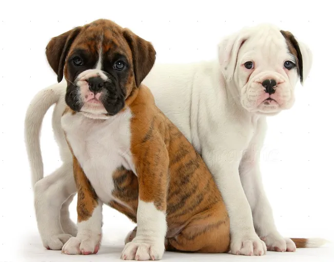 Boxer Puppy Spot Picture 6