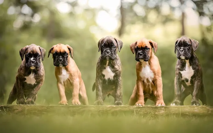 Boxer Puppy Spot Picture 3