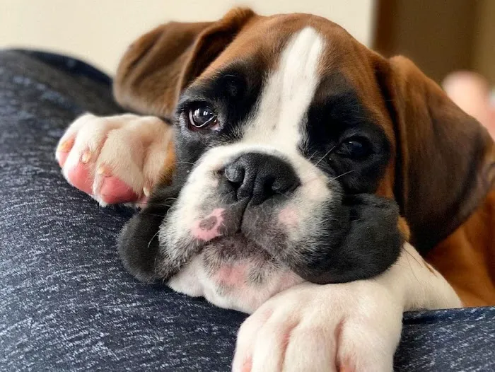 Boxer Puppy Spot Picture 2