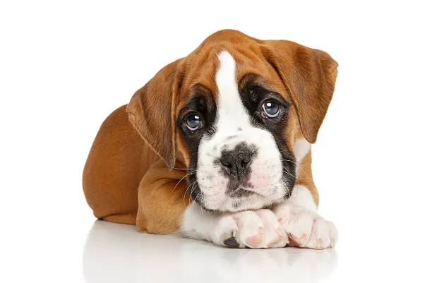 Boxer Puppy Spot Picture 8