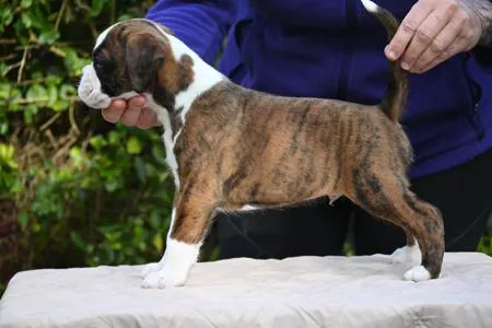 Boxer Puppy Spot Picture 4