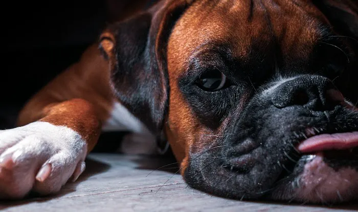 Boxer Puppy Spot Picture 5