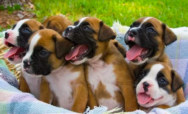 Boxer Puppy Spot Picture 10