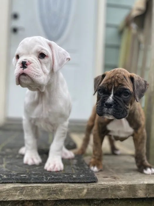 Boxer Puppy Spot Picture 9